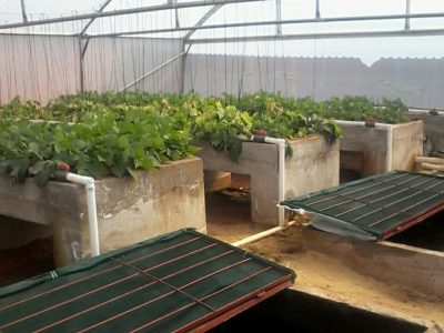 Beand-in-the-Aquaponics-Randvaal-2016