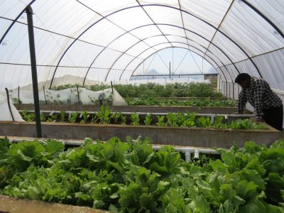CDW-lettuce