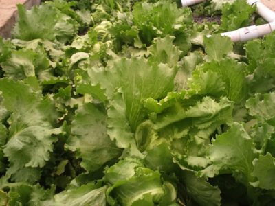 Good-looking-lettuce-in-the-growbed