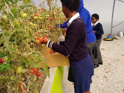 IMG_20170811_112916-Eastern-CapeSeyisi-Primary-School-Harvest