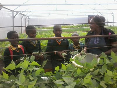 Learners-harvesting-beans-Randvaal-2016