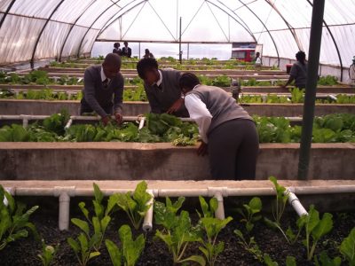 Learners-taking-care-of-their-vegetables-in-the-Aquaponics-unit-Kempton-ParkPics-For-LKP-LaunchCarel-De-Wet-System