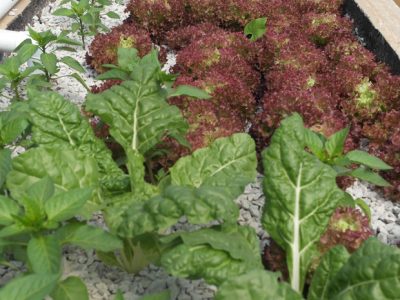 Lettuce,-spinach-and-spring-onion