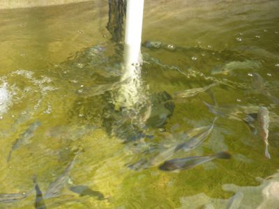 fish-with-pipe